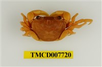 藏品(拉氏清溪蟹)的圖片